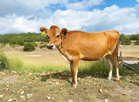 Raw Milk Herd Share