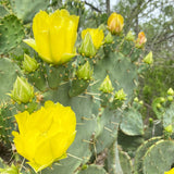 Texas Prickly Pear Jelly- Half Pint