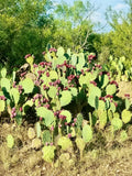 Texas Prickly Pear Jelly- Half Pint