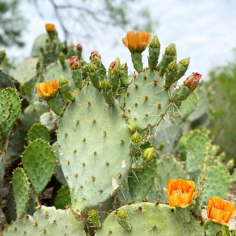 Texas Prickly Pear Jelly- Half Pint